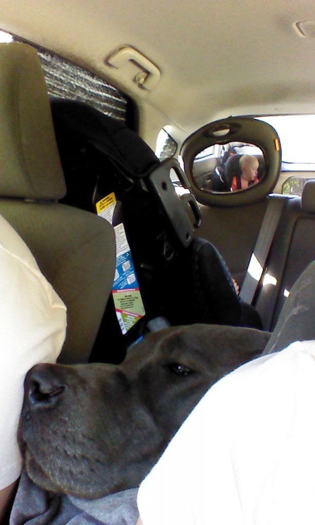 Sometimes Denver and I have to wait in the car while Hazel finishes her nap, don't wake sleeping babies!