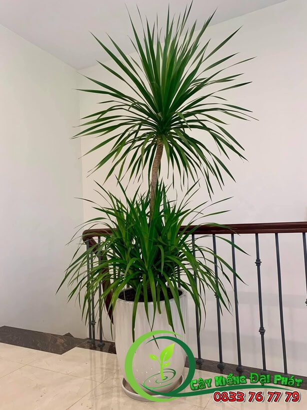 chậu phát tài núi lửa 