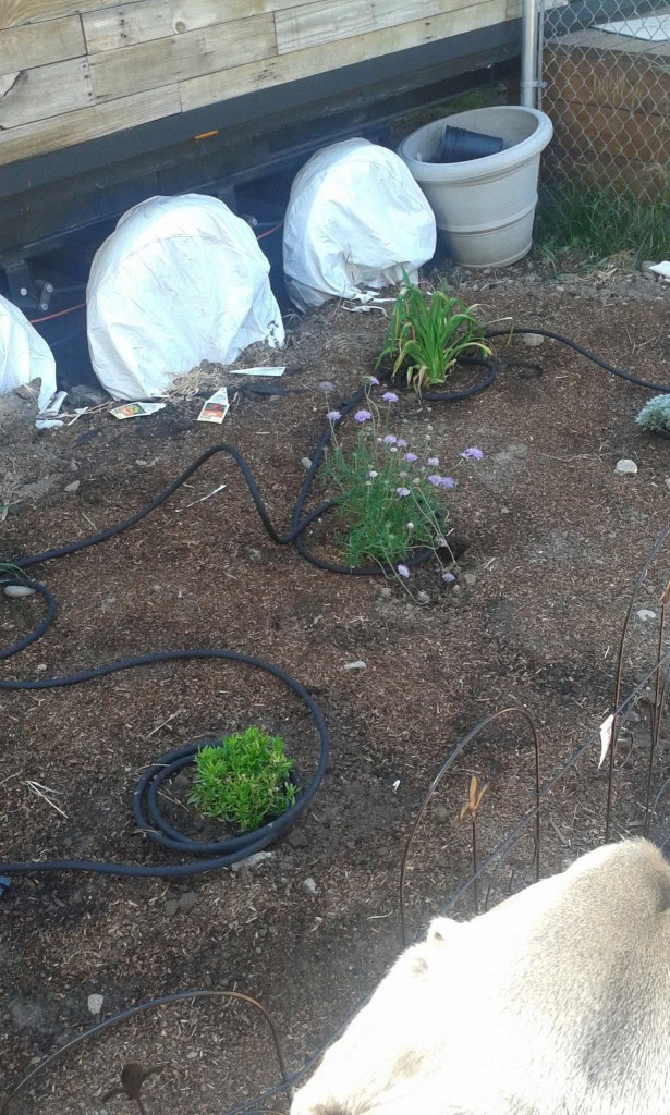 The new flower bed out front