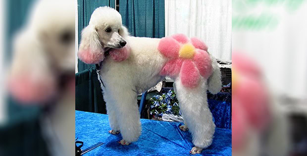 Creative dog haircut