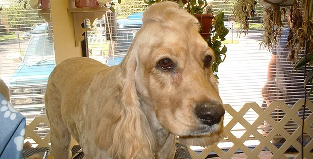 hilarious dog haircut