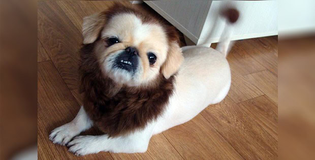 lion-like dog haircut