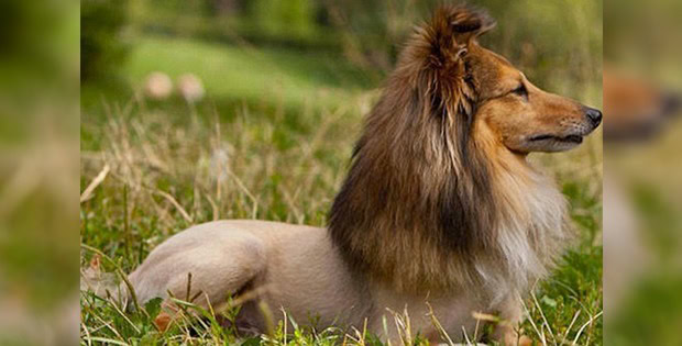 lion-like dog haircut