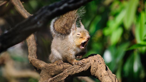 Yawning squirrel