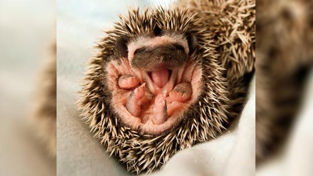 Yawning baby hedgehog