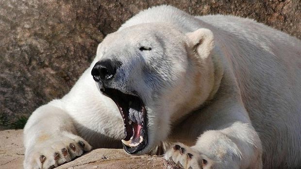 Yawning polar bear