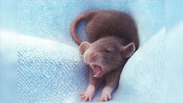 Yawning mouse