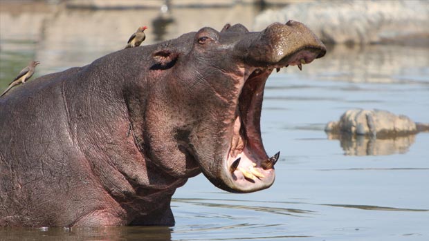 Yawning hippo