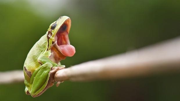 Yawning frog