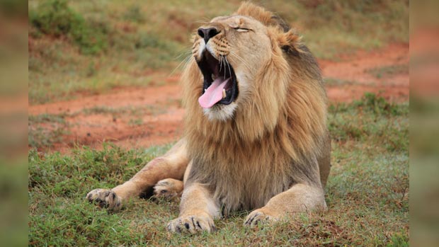 Yawning lion