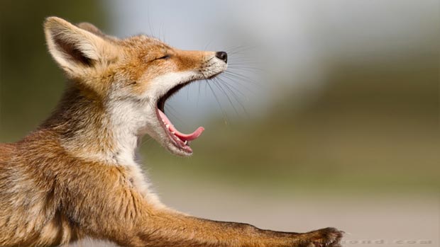 Yawning fox