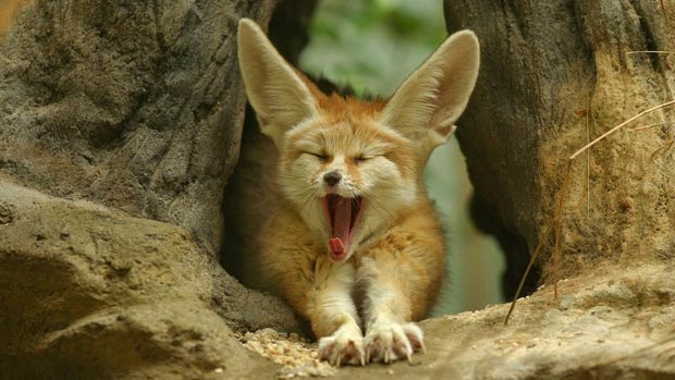 Yawning fox