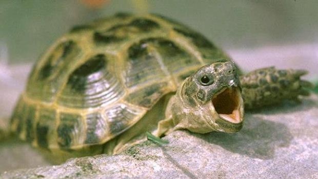 Yawning turtle