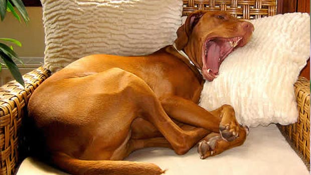 Yawning dog