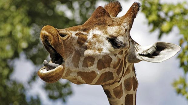 Yawning giraffe