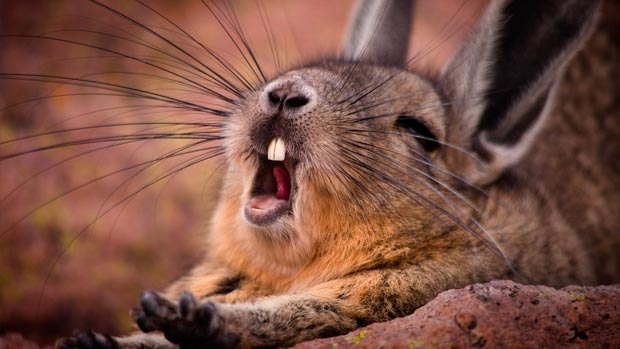 Yawning mountain viscacha