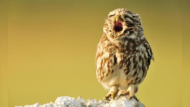 Yawning owl