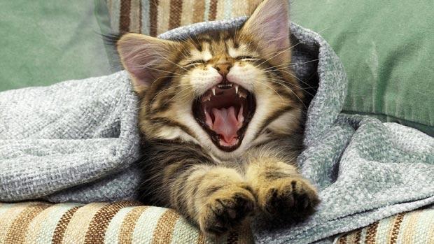 Yawning kitten