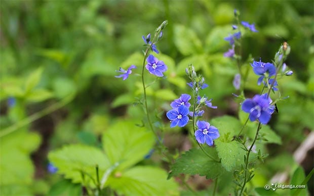 Beautiful field blue flowers exclusive hd wallpaper