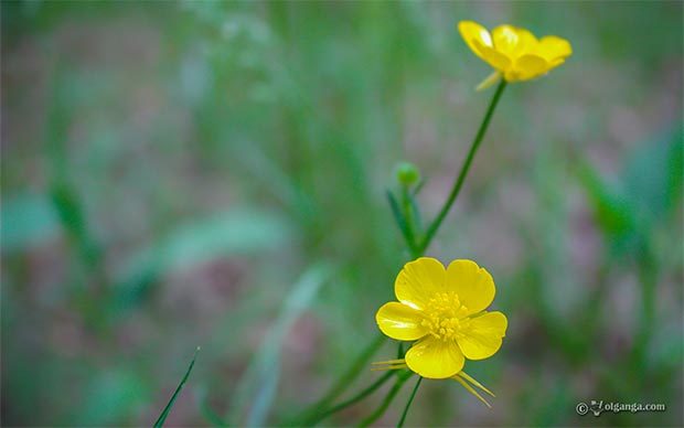 Beautiful field yellow flowers exclusive hd wallpaper