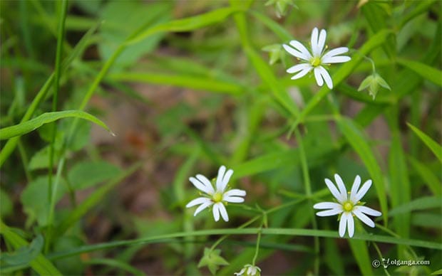 Beautiful wild flowers exclusive hd wallpaper