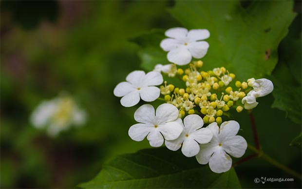 wild_field_flowers_HD_1920x1200_05pr