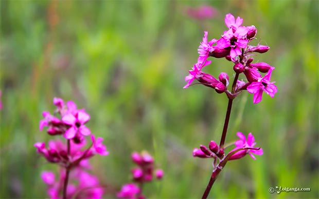 Purple field flower exclusive hd wallpaper