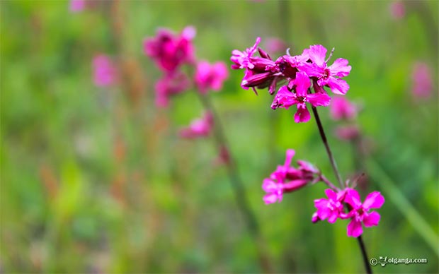 Purple field flower exclusive hd wallpaper