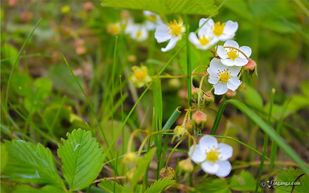 Wild strawberry flower hd wallpaper