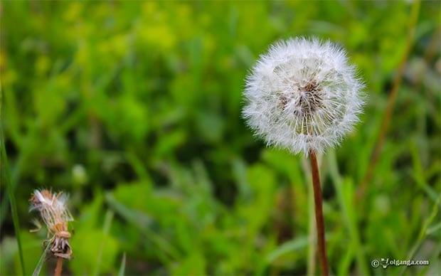 Dandelion exclusive hd wallpaper