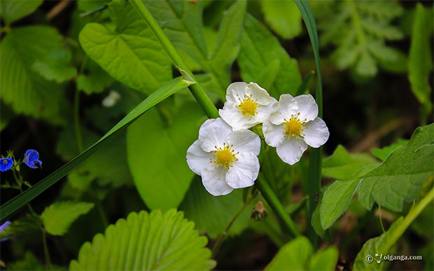 Field strawberry flower hd wallpaper