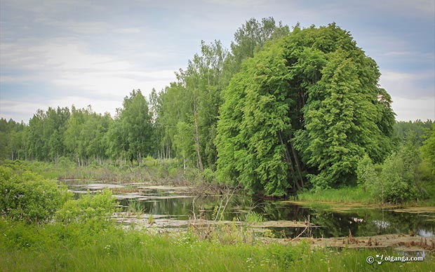 Generous Russian Nature HD wallpapers. Life at the pond