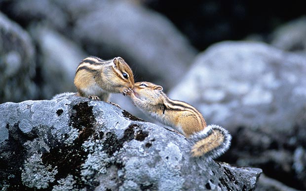 Wild life kiss: squirrels