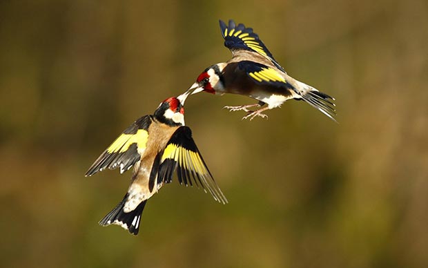 Wild life kisses: birds