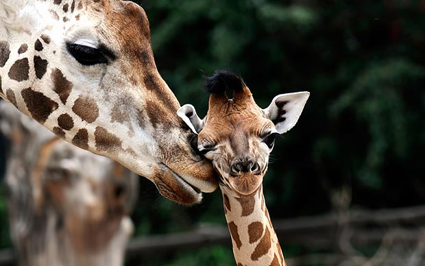 Wild life kiss: giraffes