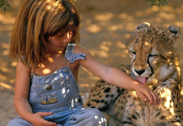 Great cat is licking Tippi's arm