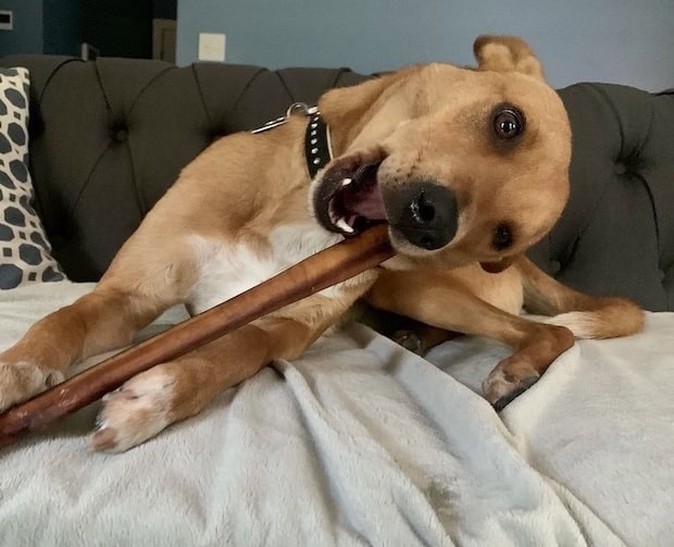 Wally with an extra long bully stick