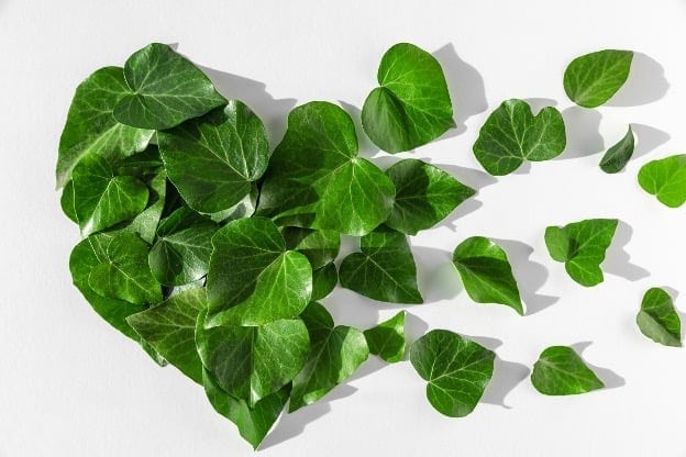 CHEERS TO AN ECO-FRIENDLY VALENTINE’S DAY; GREEN HEARTS & GREEN GIFTS