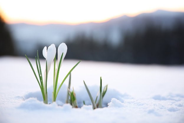 SPRING INTO GARDENING 