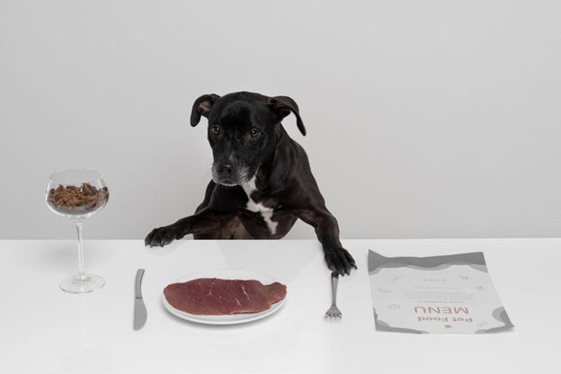 The Pride Dog Food: 5 Dog Feeding Mistakes Even Experienced Owners Make (And How to Avoid Them)