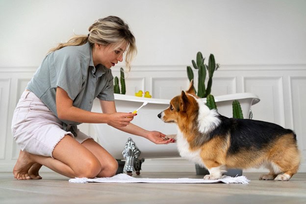 The Pride Dog Food: How Feeding Schedules Impact a Dog’s Energy, Recovery, and Performance