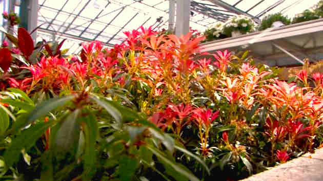 Cómo Hacer un Jardín Vertical Casero Natural 6 Cómo Hacer un Jardín Vertical Casero Natural 1