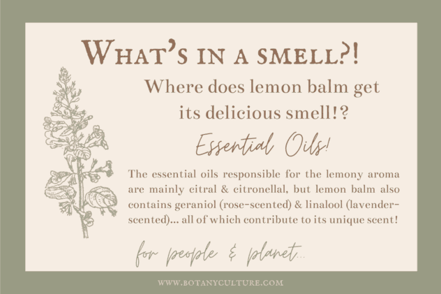 botanical medicine (lemon balm - Melissa officinalis)