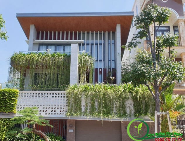 cây trồng ban công- Cúc tần ấn độ