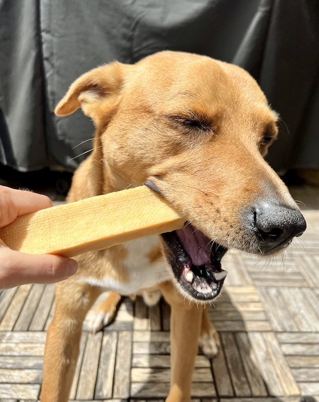 Holding one end of Wally’s Himalayan chew while he chews on the other end