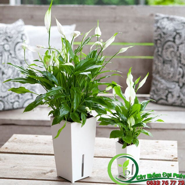 Chậu Cây Lan Ý Thái Siêu Đẹp Để Bàn