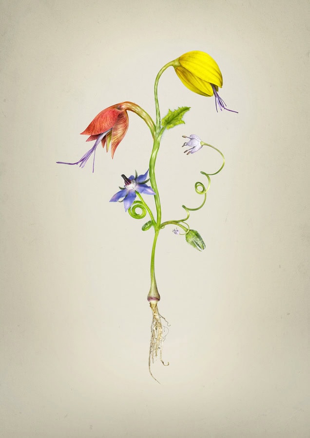 Matt Walford - Plant Digital Art - 2