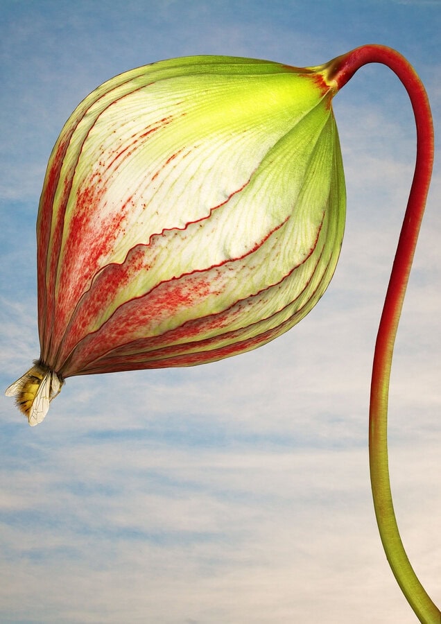 Matt Walford - Plant Digital Art - 8