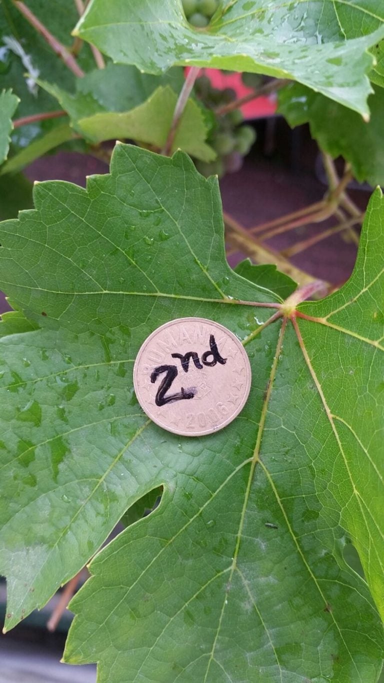 36912328_1717237188397795_4292137080055660544_o