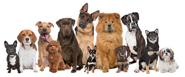 Find dogs at pet adoption websites Find dogs at pet adoption websites